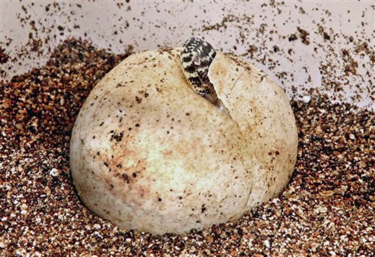 This image provided by the Los Angeles Zoo shows one of the 22 Komodo dragons that were born at the zoo over an 11 day period begining Aug. 8, 2010 in Los Angeles. Komodos, the worlds largest dragons, are cannibalistic and usually eat their young and eggs of their own species, so zoo officials say staying alive is tricky for a hatchling. Los Angeles is one of the few zoos in North America to have successfully bred Komodos. The curator says 11 babies will eventually go to the Columbus (Ohio) Zoo. (AP Photo/Los Angeles Zoo)  NO SALES